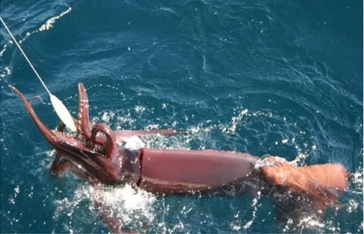 Descarte de calamar: generalizar siempre daña
