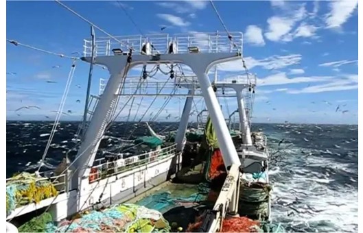 Poco calamar. Congeladores gallegos anticipan final de zafra en Malvinas