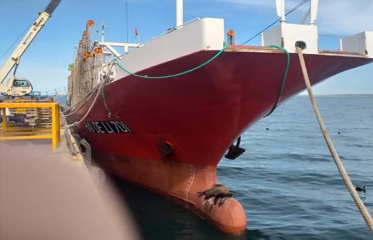 Buen inicio para la temporada de Calamar Illex 2025: Hoy Puerto Madryn recibió las primeras descargas