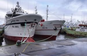 Cierran la pesca invernal del calamar en Malvinas por fuerte caída de la biomasa