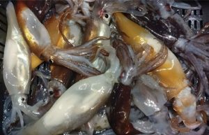 CAPA solicitó la apertura anticipada de la temporada de Calamar illex 2026 en el Atlántico Sur