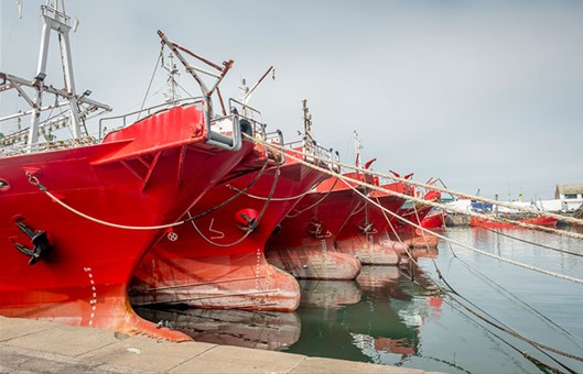 Calamar: apertura anticipada y escalonada desde el 2 de enero