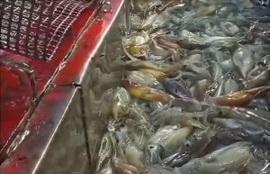 Primeras concentraciones significativas de calamar dentro de la ZEEA: tallas superiores y capturas destacadas