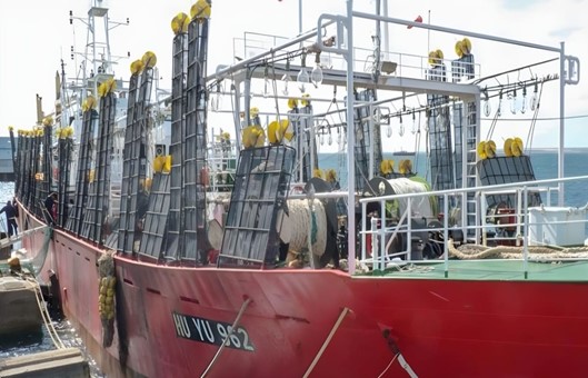 Llegan los primeros poteros a los puertos patagónicos y se activa la temporada de descargas de calamar 2026