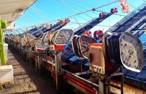 Las capturas de calamar Illex ya superan las 140 mil toneladas