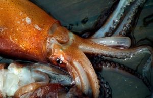 INIDEP evalúa a los reclutas del stock bonaerense norpatagónico del calamar argentino