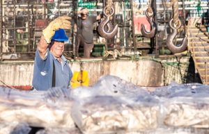 La zafra de calamar cerró con 181 mil toneladas