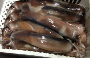 Calamar argentino con sello de calidad: una distinción que gana peso en los mercados mundiales