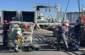 Fuerte dinamismo en los muelles marplatenses, impulsado por descargas de calamar