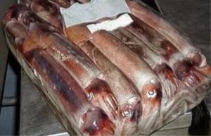 Resolución CTMFM Nro.4/2025. Establecen cierre para calamar en la Zona Común de Pesca