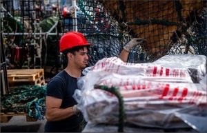 El calamar genera crecimiento en las exportaciones