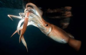 Perú refuerza la protección del calamar gigante: Activación veda y despliegue de nueva campaña científica tras captura récord