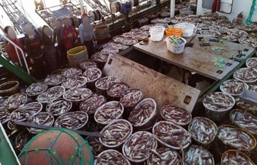 España debe actuar ya para sacar del mercado el calamar ilegal