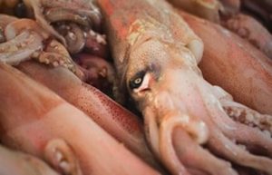 Perú: Ministerio de la Produción levanta la cuota de pota a 609.935 toneladas en 2025 y lanza la Operación Calamar Gigante IV