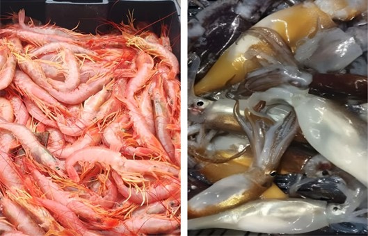 Calamar en pleno inicio y langostino en su tramo final: balance de las dos pesquerías