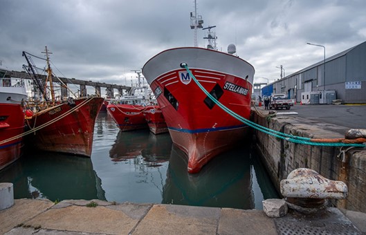 Congeladores arrastreros no podrán pescar calamar al norte del 41° S
