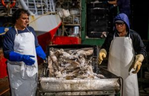 Calamar: la flota potera ya pescó 64 mil toneladas