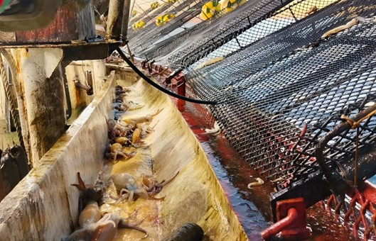 Calamar: el stock al sur del 44°S muestra señales de agotamiento y menor rendimiento de la flota