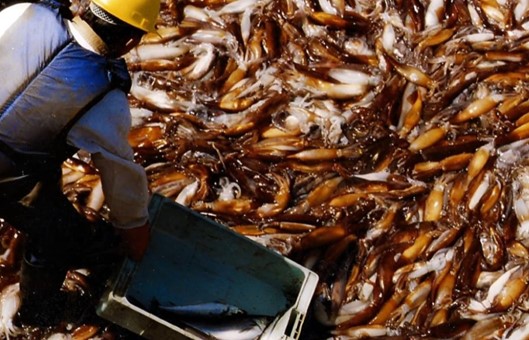 El calamar argentino bate récord en el primer bimestre 2026