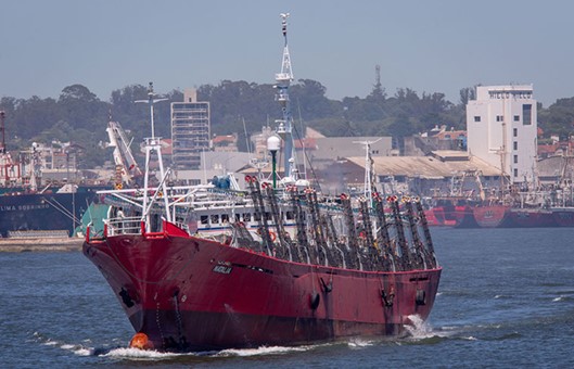 Hoy arranca la prospección de calamar en el Norte