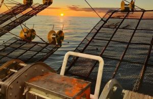 Calamar: prorrogan la prospección al norte del 44°S por alta presencia de ejemplares inmaduros