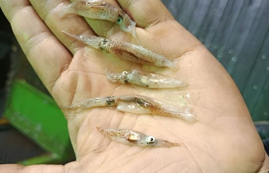 Calamar. Tallas y densidades no lograron consolidar la apertura al norte del paralelo 44°Sur