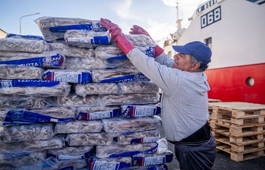 El calamar impulsa el crecimiento de las exportaciones pesqueras