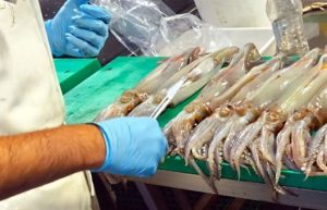 El INIDEP evaluó el stock bonaerense norpatagónico de calamar