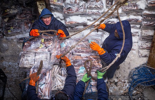 INIDEP: Pesca INDNR, la amenaza de la sustentabilidad de los stocks de calamar